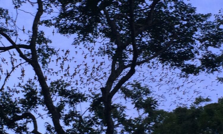 Bats Cenote Mexique
