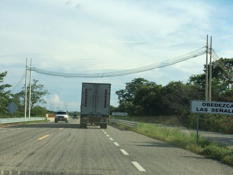 Pont de singe sur la route de Campeche Mexique