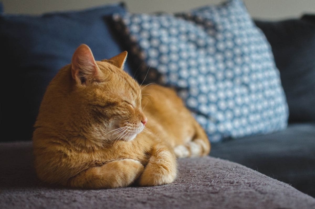 garde de chat calme chez lui