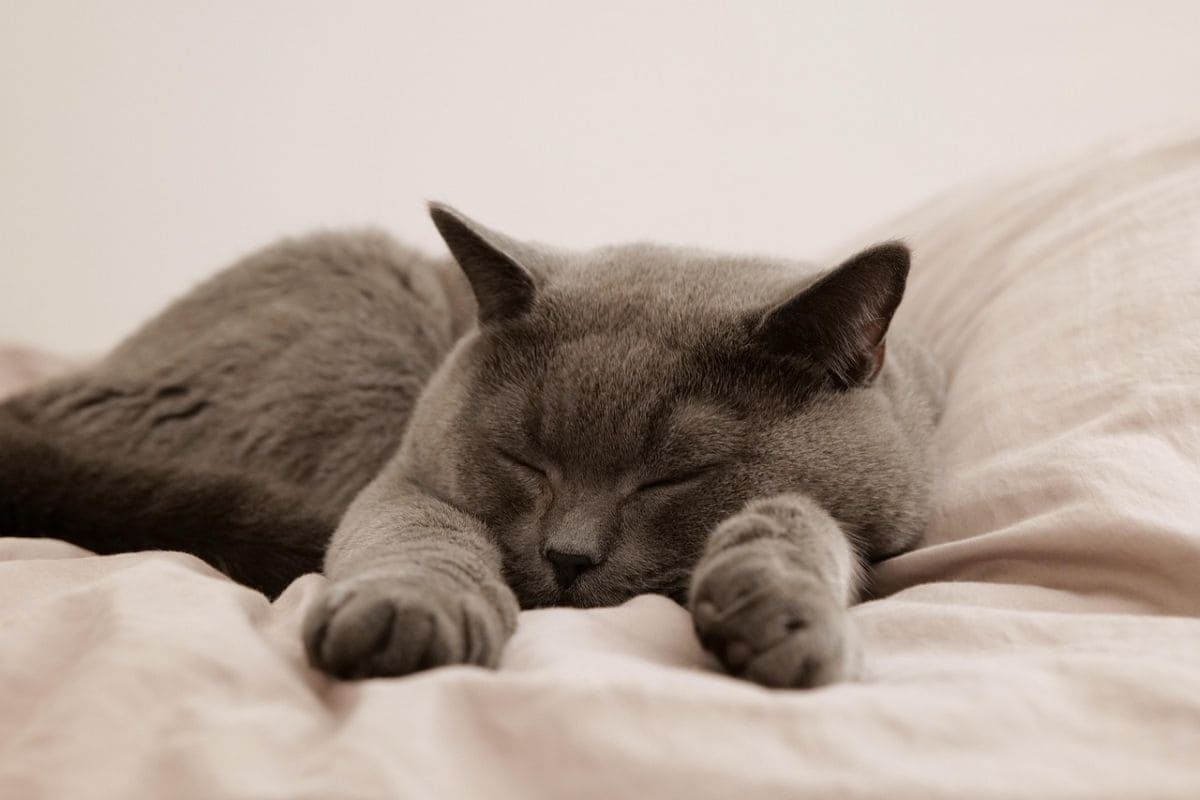 chat de proprietaires ayant choisis le petsitting