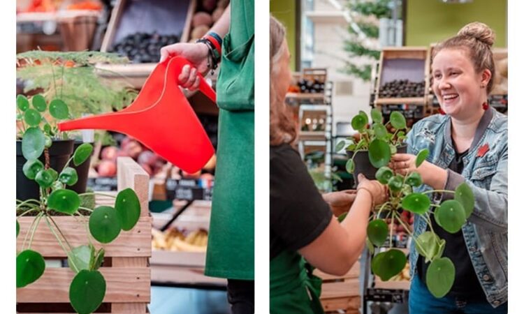 Plantes-Sitting, le service gratuit de garde de plantes