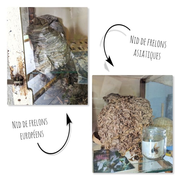 Week-end à vélo sur la voie verte de l'Ailette nid de frelons europeens versus nid de frelons asiatiques