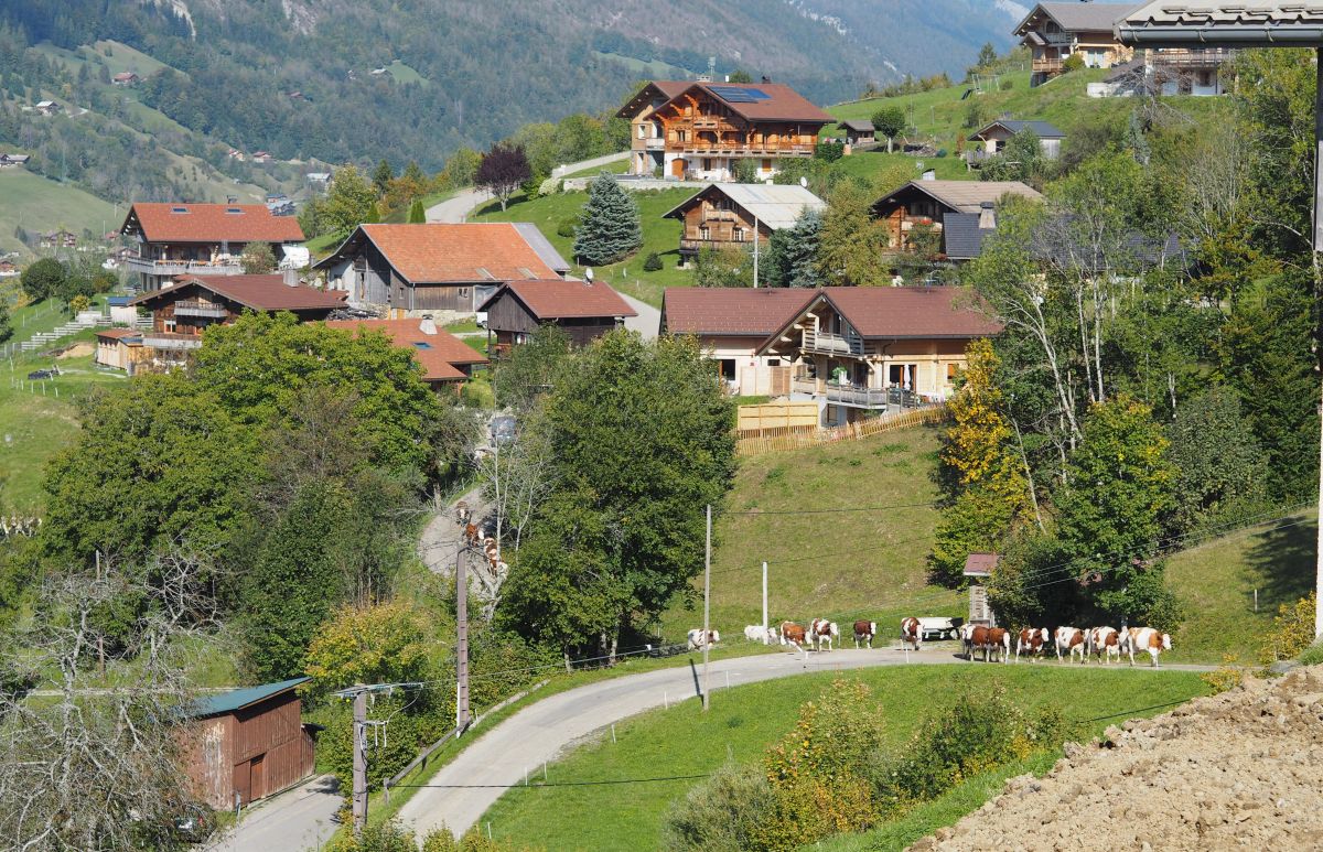 La route des fromages de Savoie 🧀| Activités et bonnes adresses ! ferme de la laurette a thones
