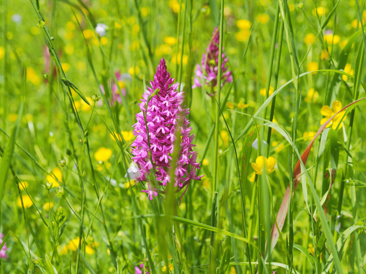 orchidee sauvages