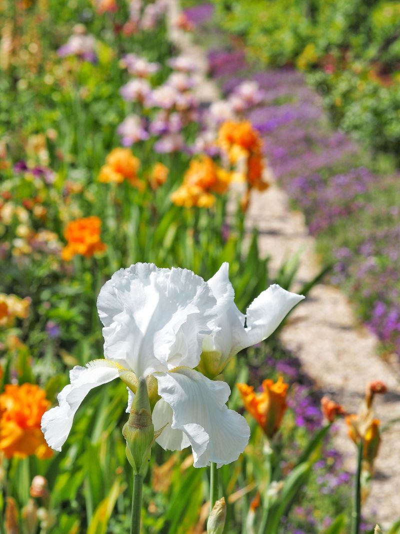 iris dans le jardin de giverny claude monnet