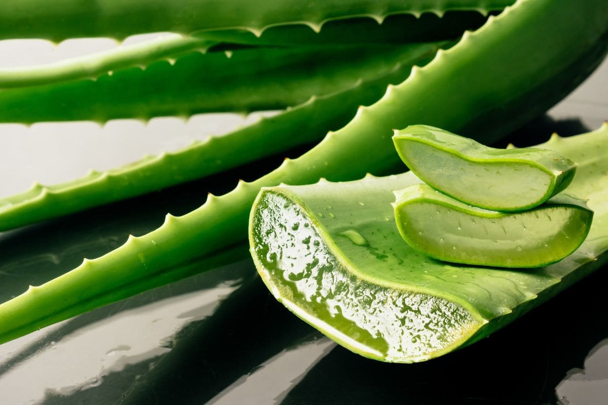 plante aloe vera