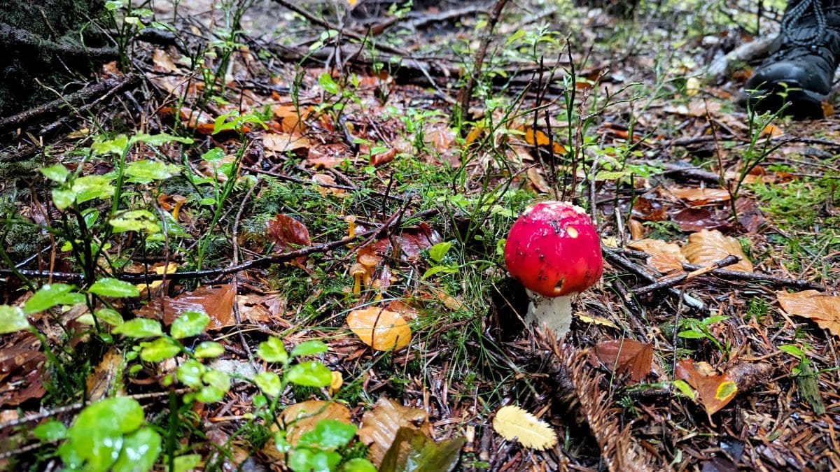 champignons foret mont aigoual cevennes