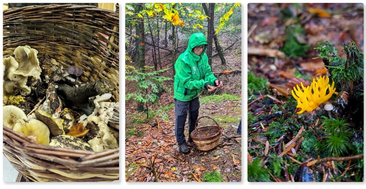 deroulé et chasse aux champignons au mont aigual dans les cevennes