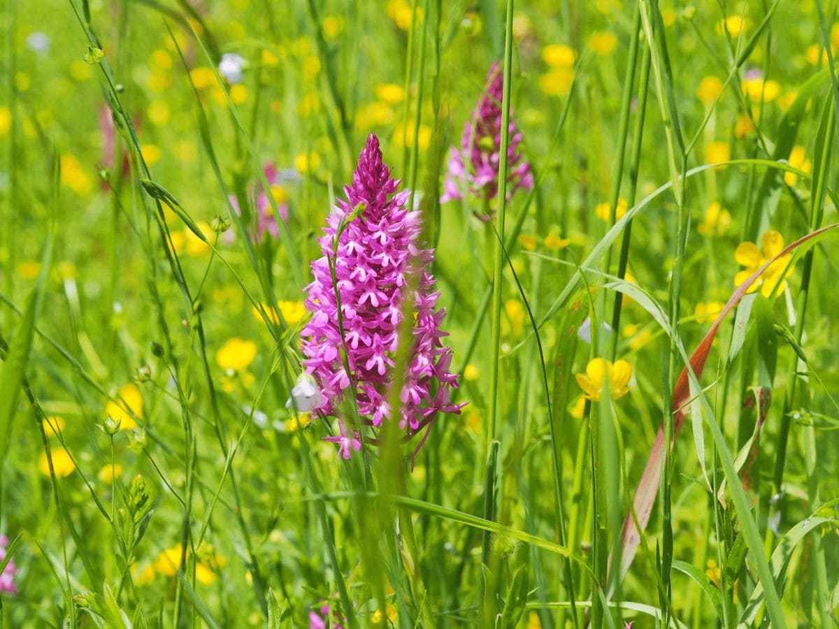 Vacances nature en amoureux 💗 3 spots parfaits pour s’évader à deux en France sans se ruiner ! orchidees sauvages dans les champs