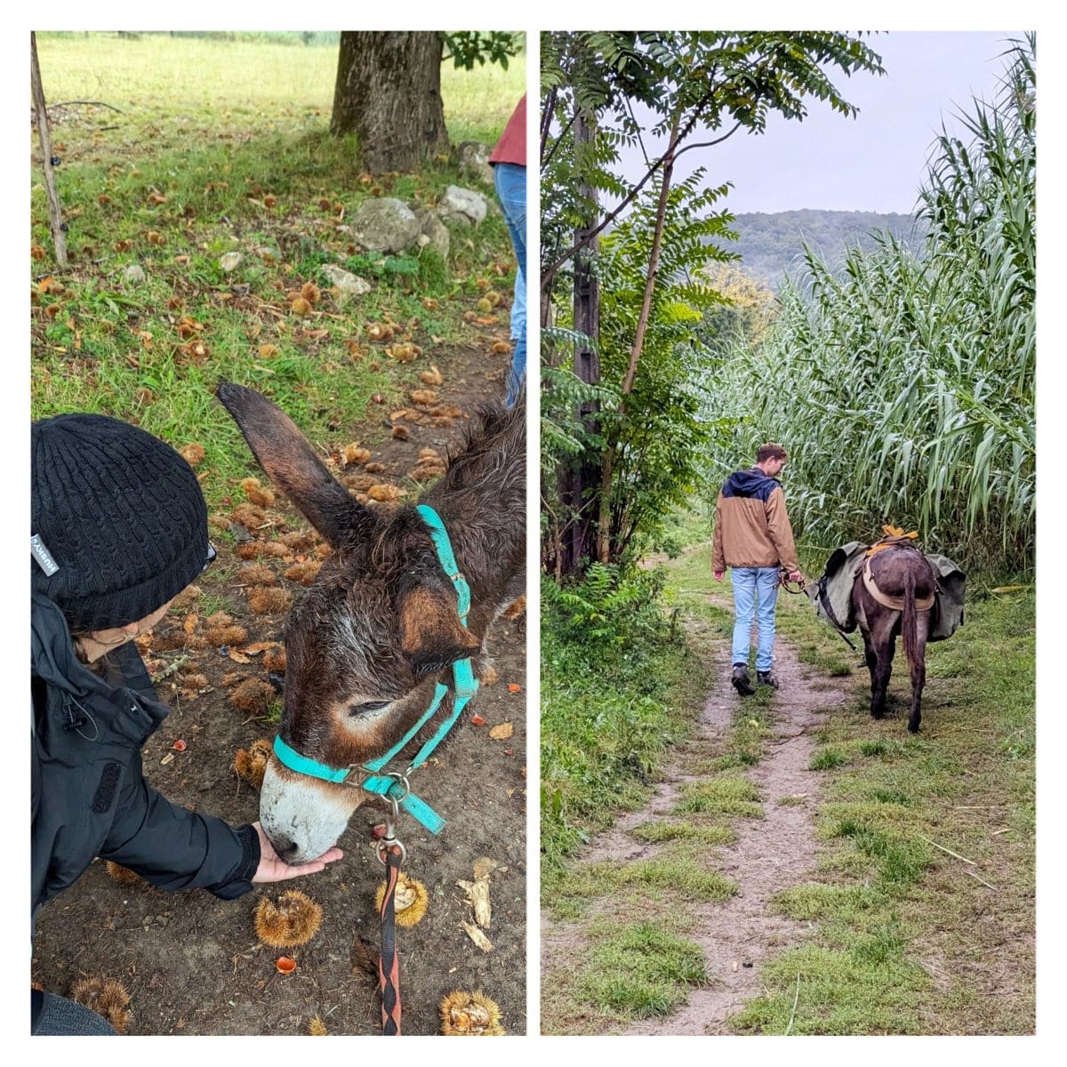 images d une sortie avec l ane pistou dans les cevennes