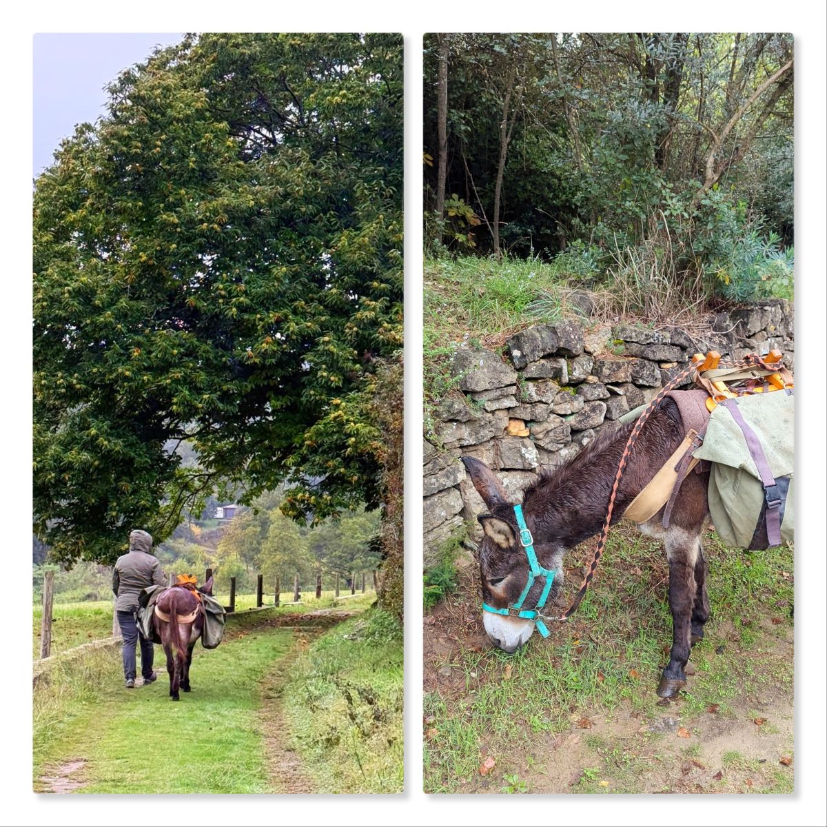 balade avec pistou ane de natur'anes dans les cevennes