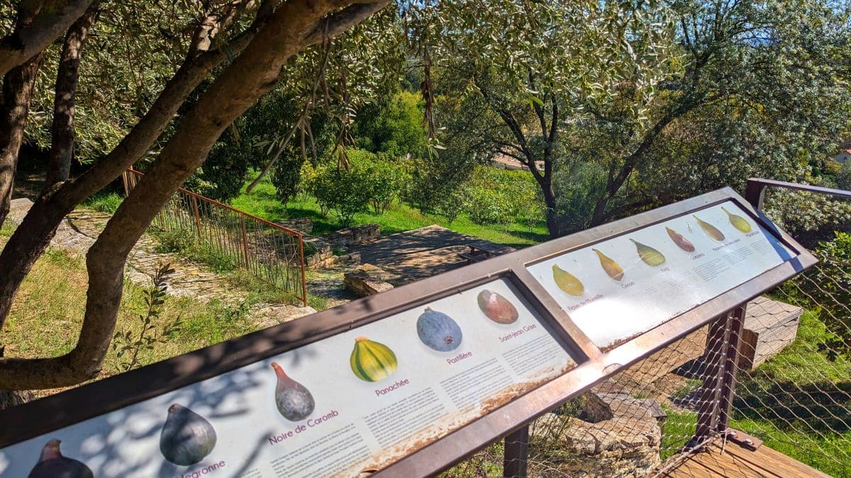 signiletique du verger conservatoire de figues de vezenobres