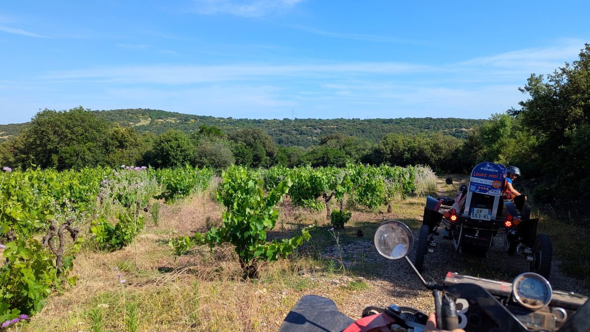 les vignes pendant la sortie en swincar