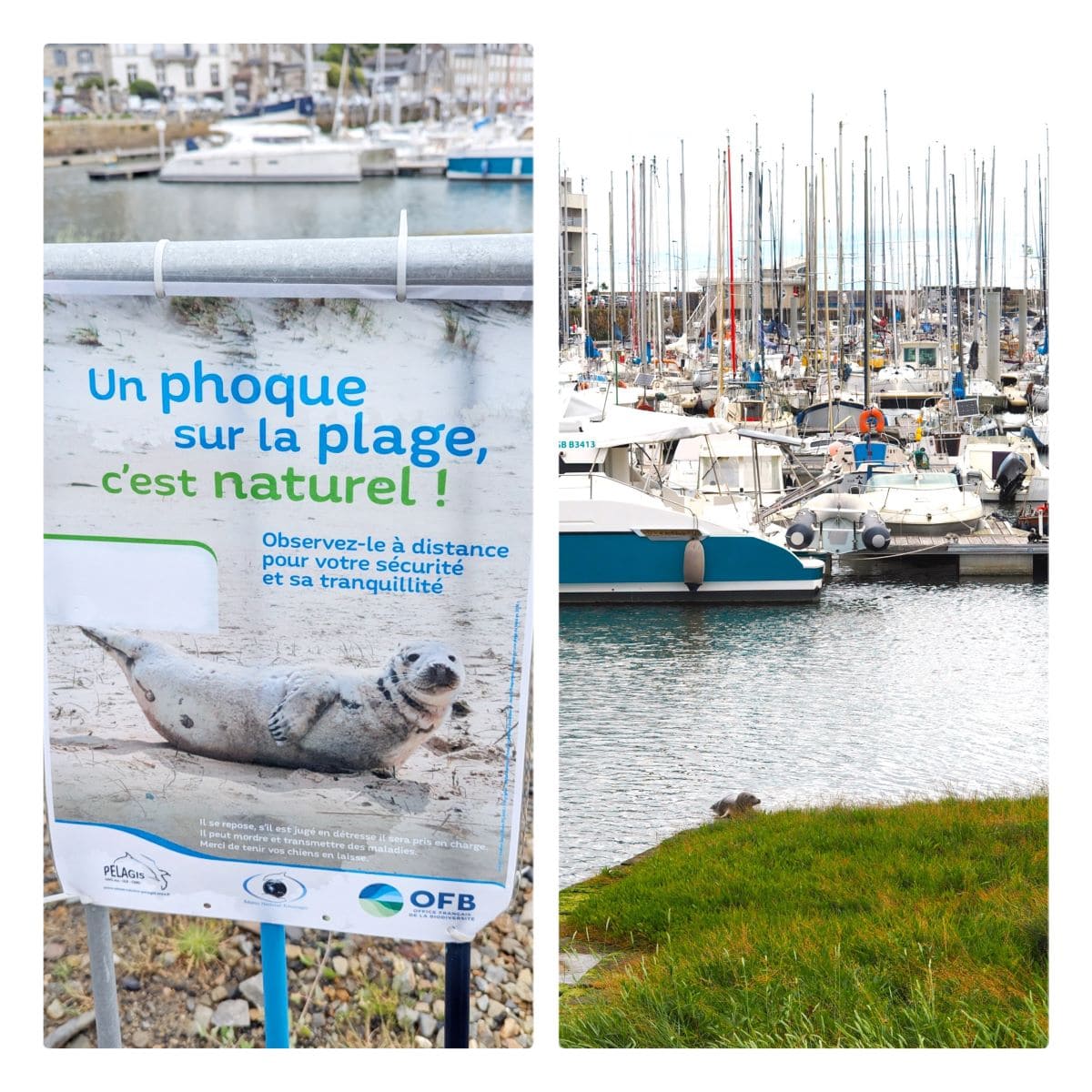 phoque binic etables sur mer en bretagne