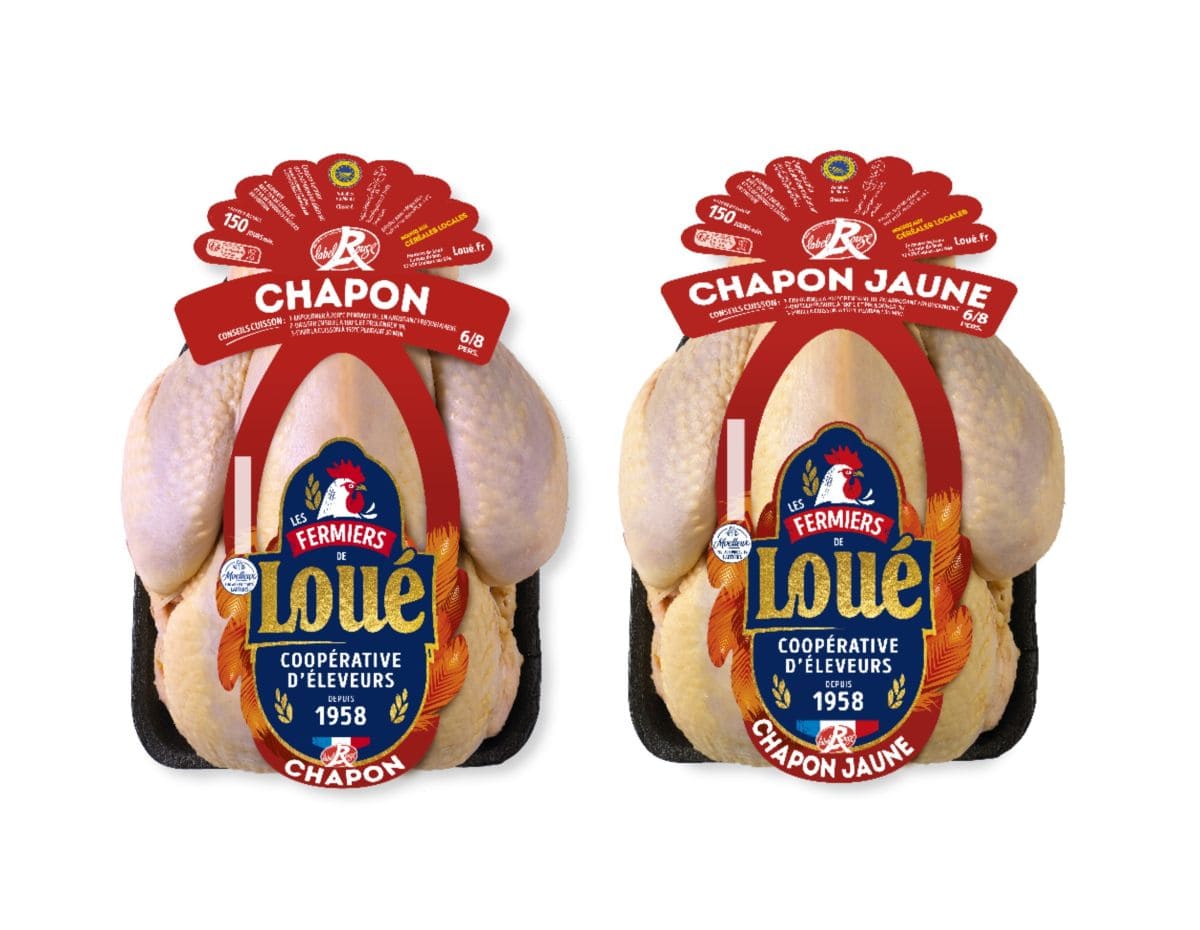 chapon jaune et chapon blanc loue