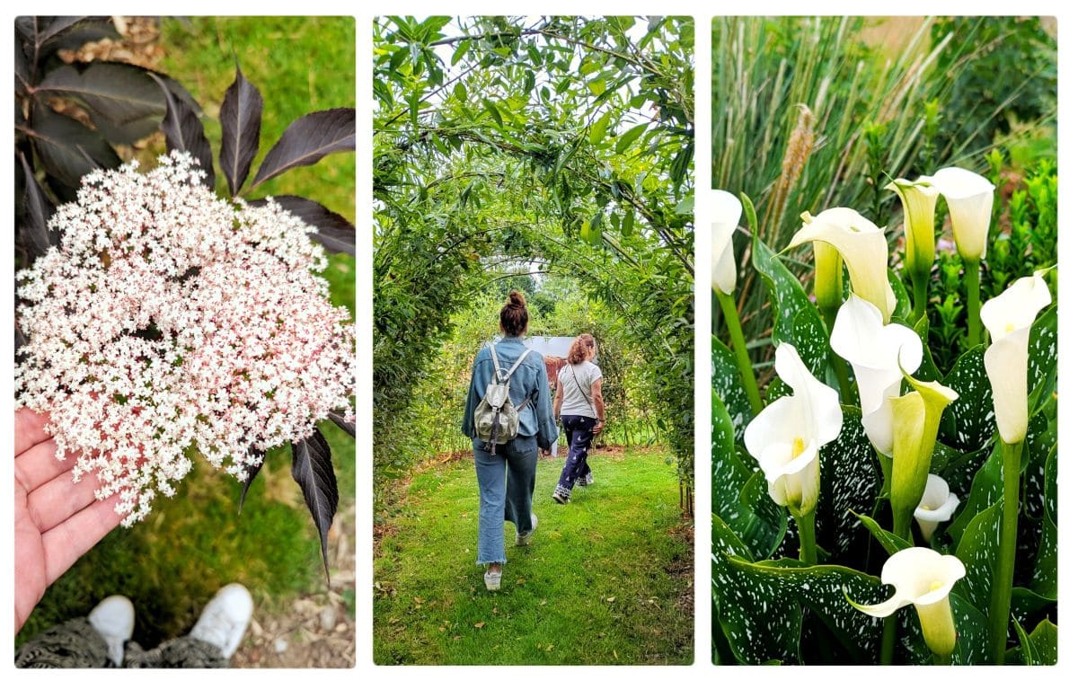 fleurs et plantes du jardin des osmanthes a la bouillie