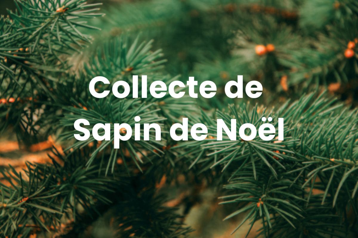 Ne jetez surtout pas votre sapin de Noël ! collecte des sapins de noel a recycler