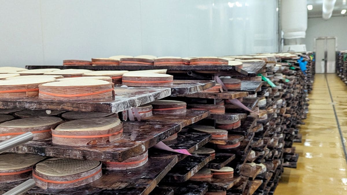 Plongez au coeur du Mont d'Or ! cave d affinage du fromage mont d or sur planches d epicea