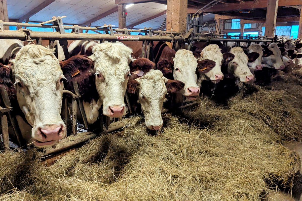 Plongez au coeur du Mont d'Or ! vaches montbeliardes dont le lait sert a la fabrication du mont d or