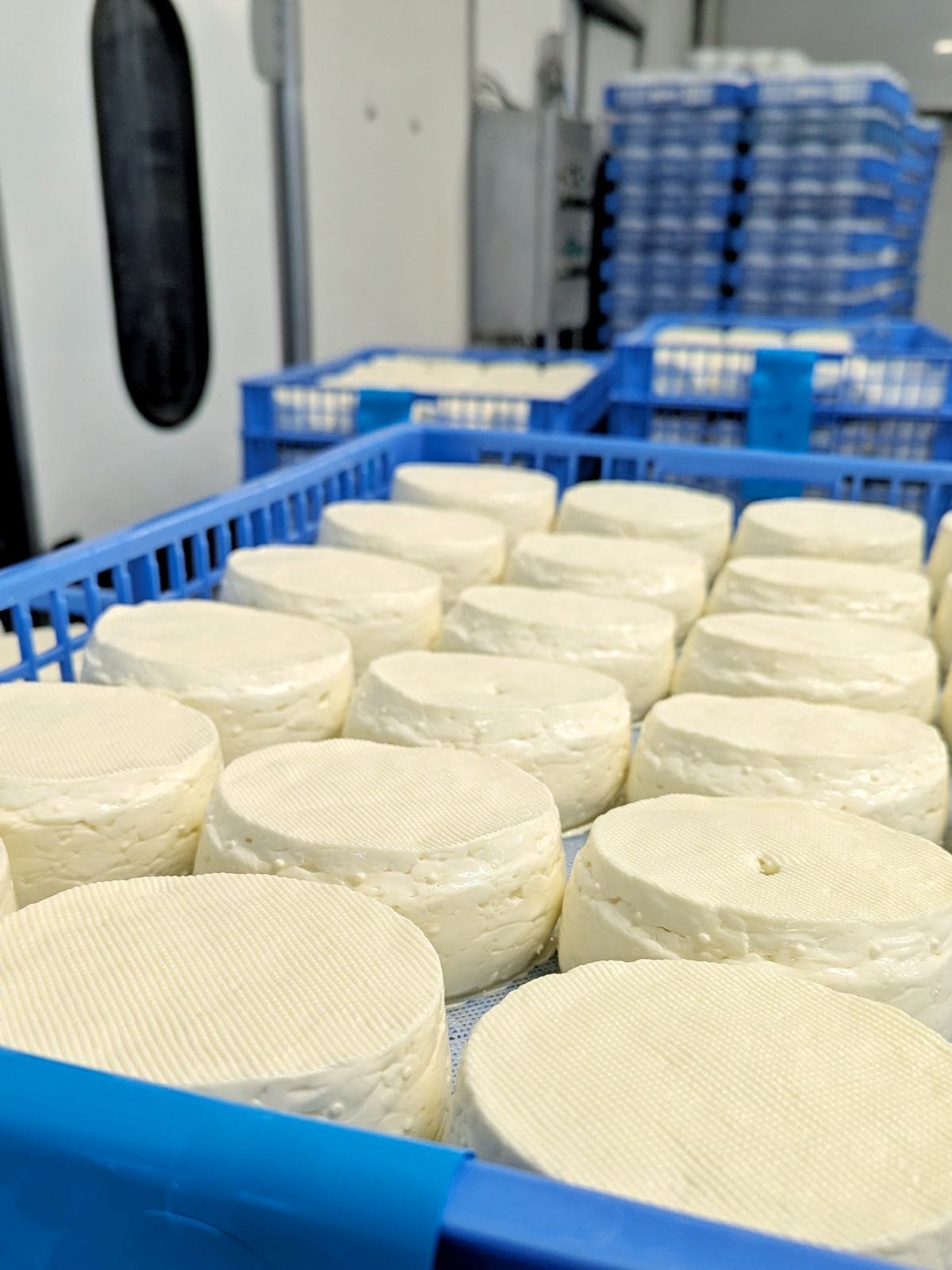 Plongez au coeur du Mont d'Or ! moulage du fromage aop mont d or