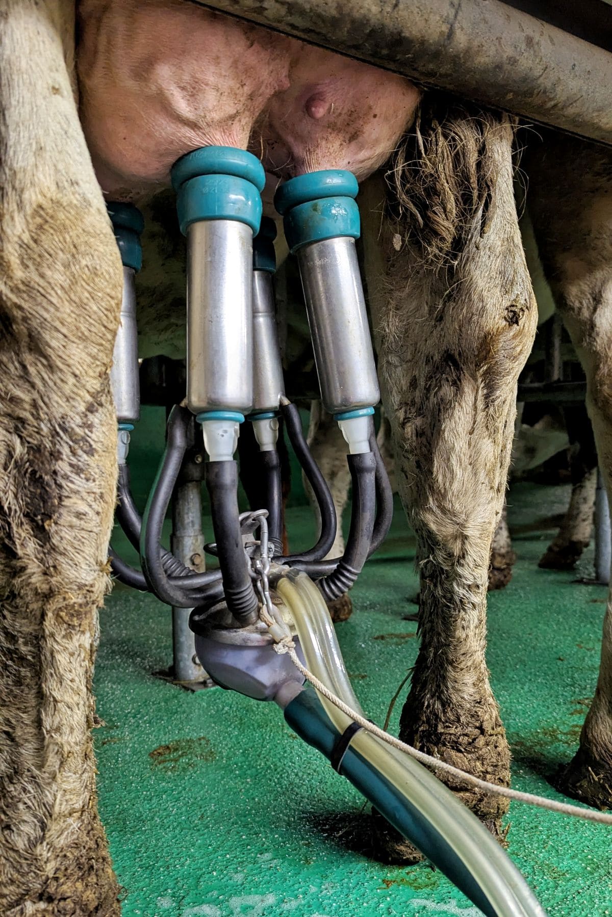 Plongez au coeur du Mont d'Or ! traite d une vache montbeliarde pour fabriquer du mont d or