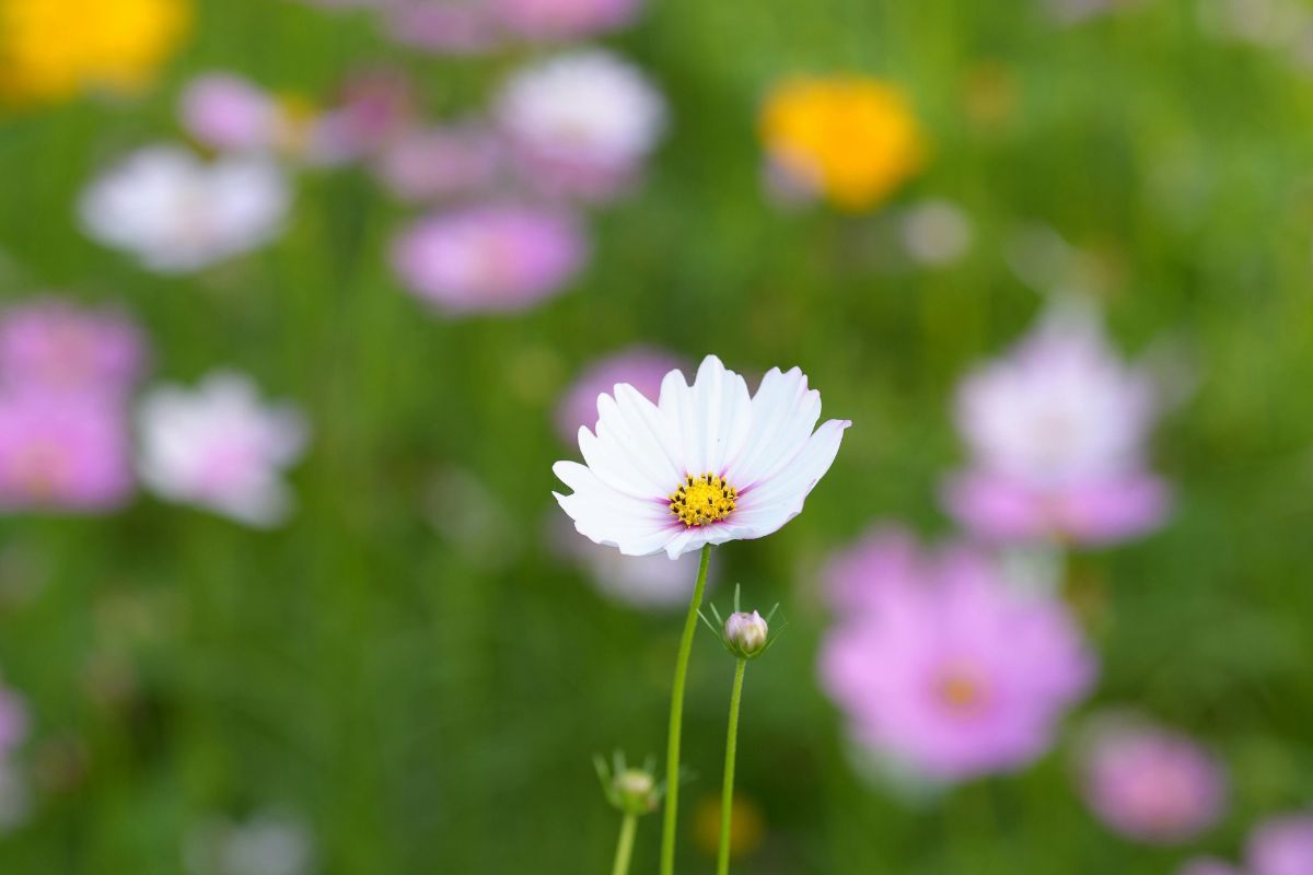 My Little Box mars-avril 2026 : +200€ de produits pour 32€ seulement ! ambiance déjeuner sur l'herbe au printemps pour la box beauté my little box mars avril 2026