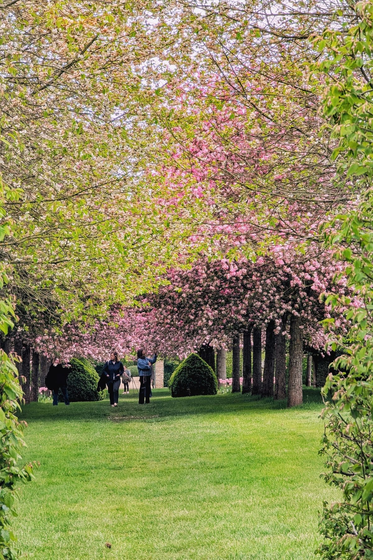 Château de Boutemont, entre contemplation et méditation pommiers fleurs au chateau de boutemont
