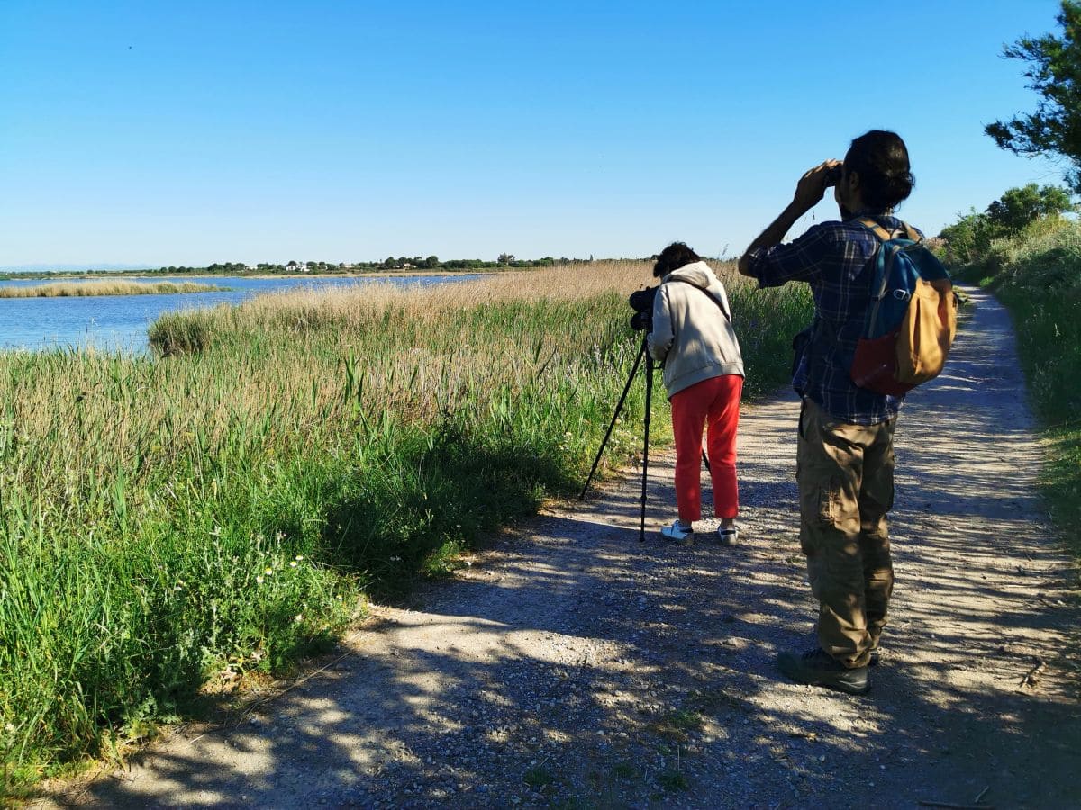 Visiter Sète à pied : incontournables, pépites et bons plans activite observation des oiseaux a la reserve du bagnas etang de thau pres de sete