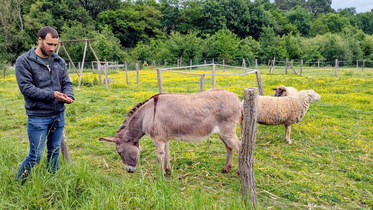 Visiter Loches, pépites et bons plans animaux dans les champs des jardins de piquelouche