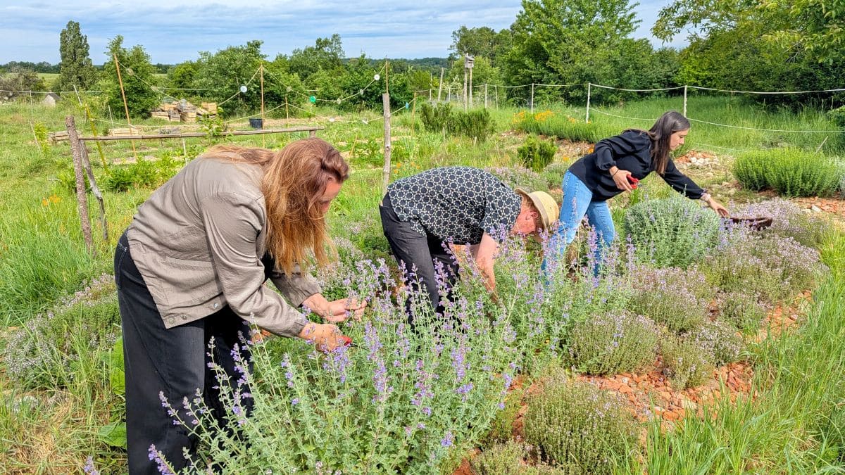 Visiter Loches, pépites et bons plans cueillette de plantes aromatiques jardins de piquemouche