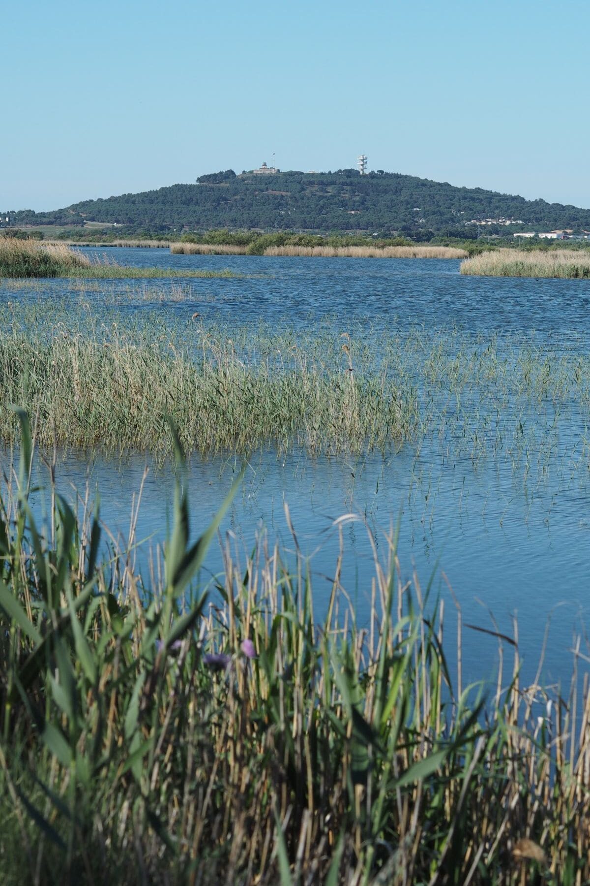 Visiter Sète à pied : incontournables, pépites et bons plans reserve du bagnas pres de sete et etang de thau