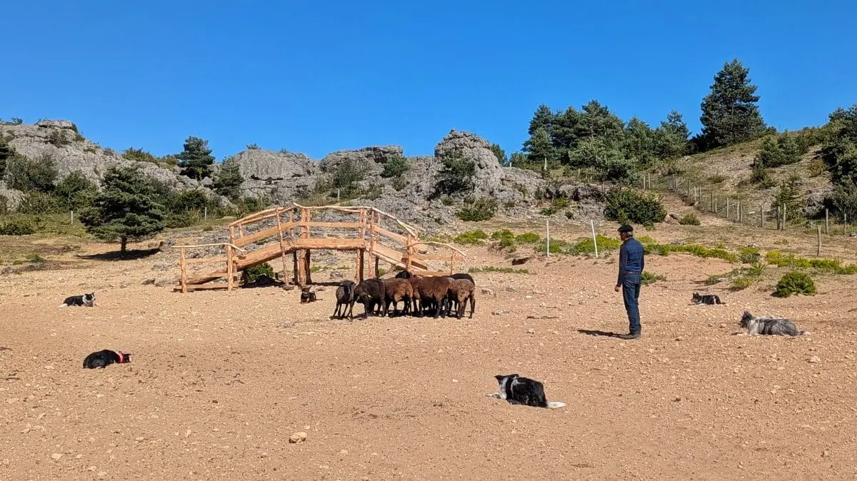Visiter les Remparts du Larzac : escapade en Aveyron demonstration chiens au troupeau