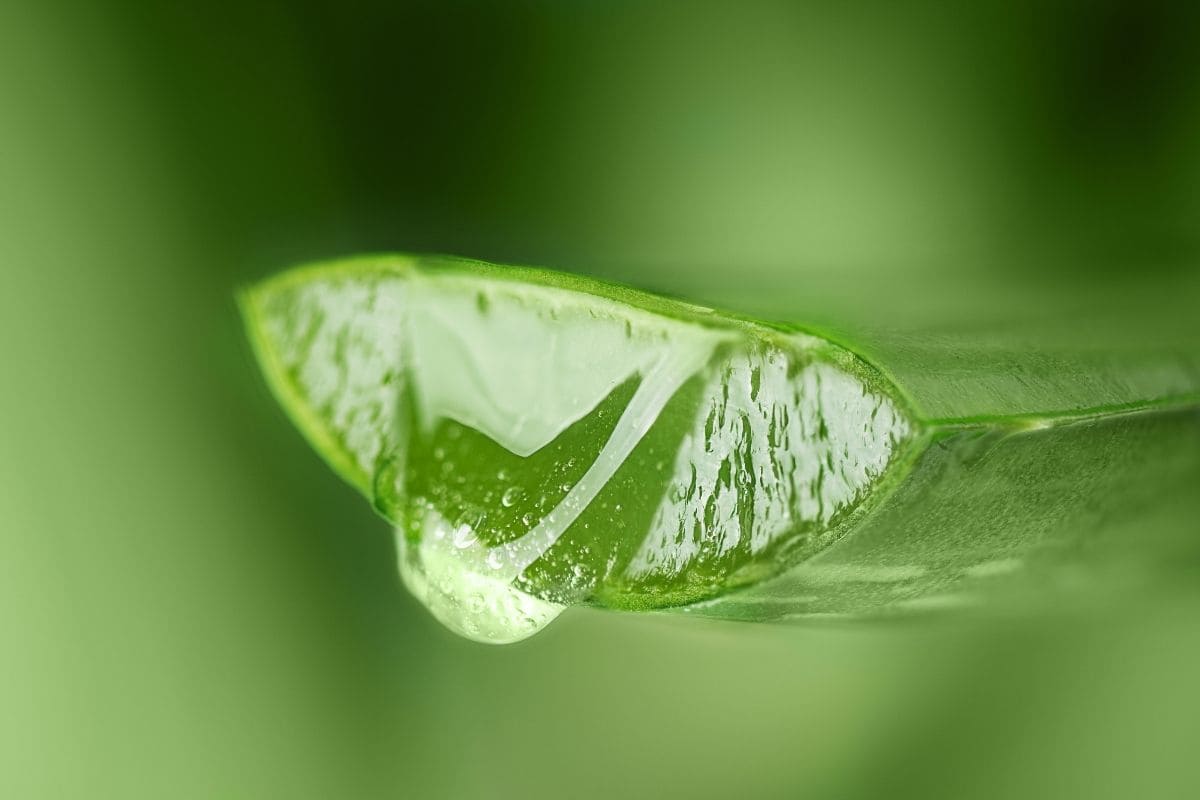 coupe d'une aloe vera