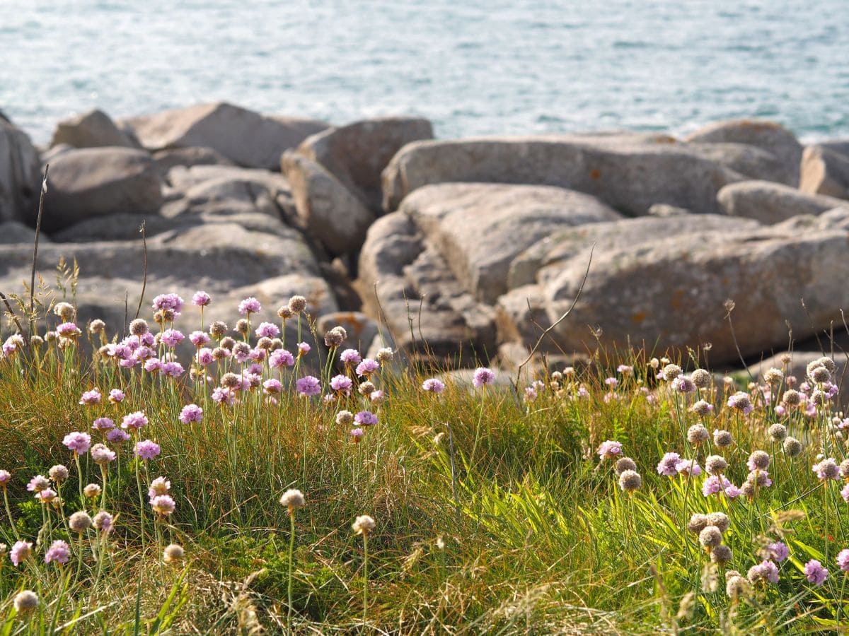 armenie maritime en fleurs le long du GR34 sur la cote des sables a plouescat
