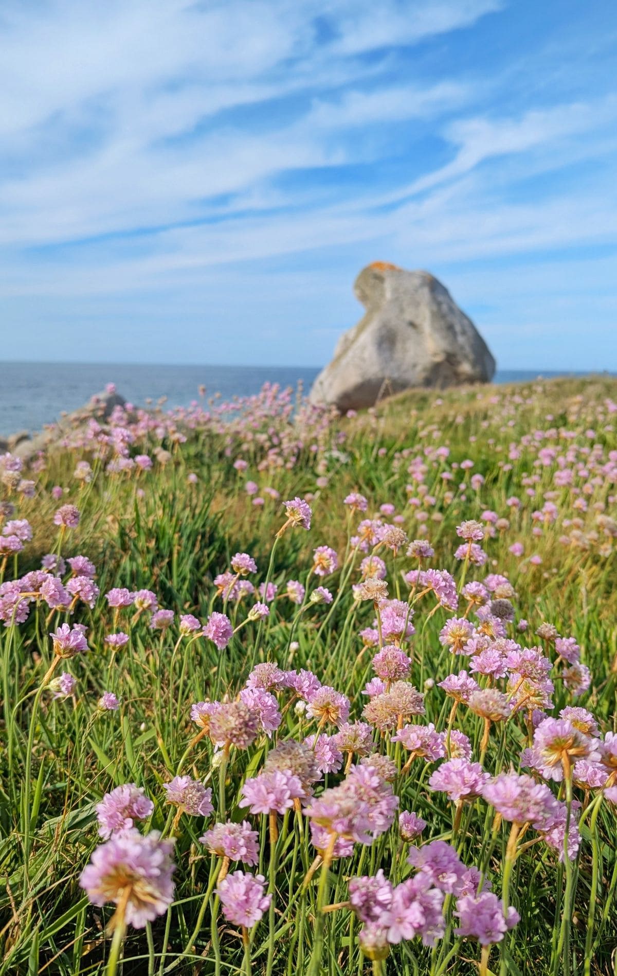 rocher de granit a plouescat au lieu des armenies maritimes sur la cote des sables